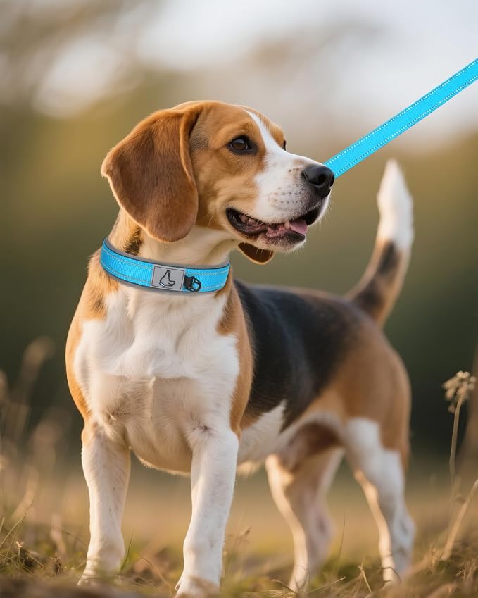 Joytale Dog Collar for Medium Dogs, Neoprene Padded and Adjustable, Reflective Wide Heavy Duty Pet Collars with Durable Metal Belt Buckle for Walking, Sky Blue, M