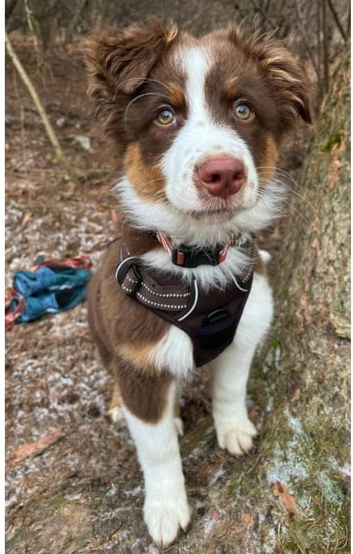 TRUE LOVE Adjustable No-Pull Dog Harness Reflective Pup Vest Harnesses Comfortable Control Brilliant Colors Truelove TLH5651(Brown,M)