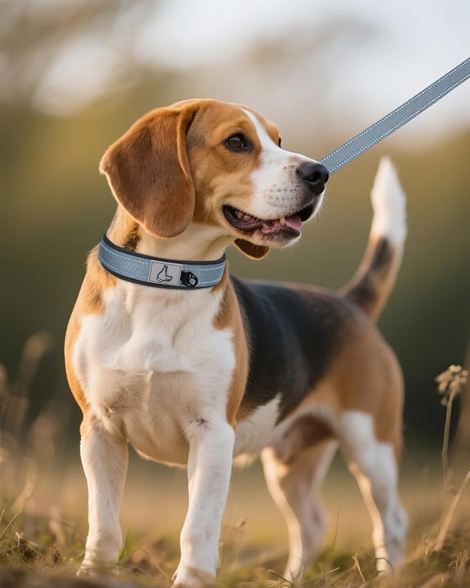 Joytale Dog Collar for Medium Dogs, Neoprene Padded and Adjustable, Reflective Wide Heavy Duty Pet Collars with Durable Metal Belt Buckle for Walking, Gray, M