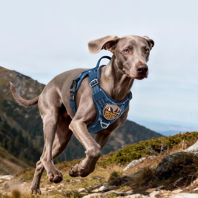 rabbitgoo Dog Harness for Large Dogs No Pull, Tactical Service Pet Vest with Molle and Control Handle, Adjustable and Reflective Military Harness for Easy Walking and Training, Blue Camo, L