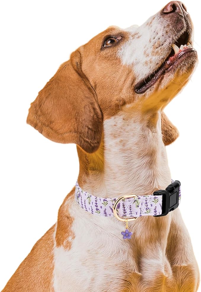 Personalized Dog Collars,Adjustable Puppy Collars with Safety Buckle for Small Medium Large Dogs,Cute and Unique Pink Cherry Pattern Pet Collar for Boy Girl Dogs. (Purple Lavender, S)