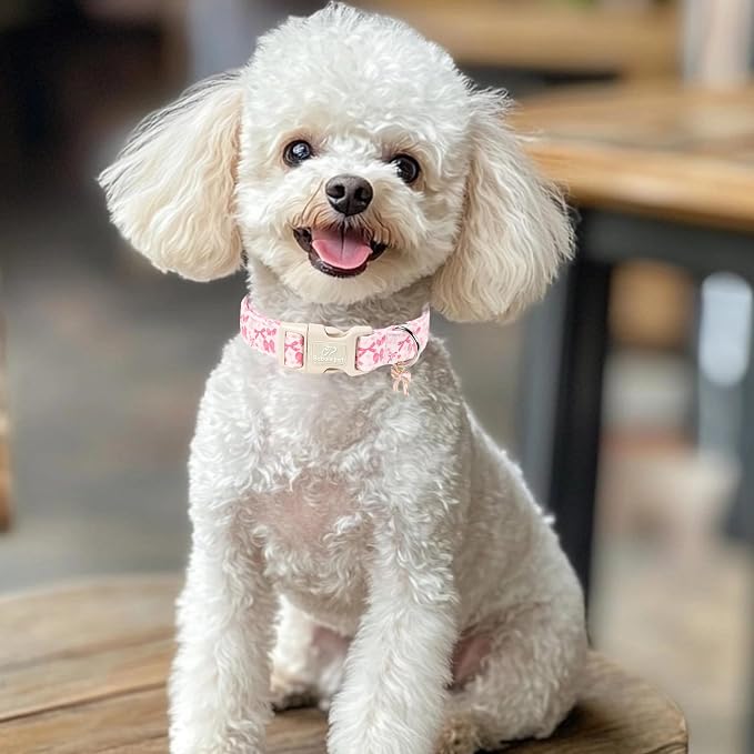 Pink Bow Dog Collar Cute Girl Dog Collars for Small Dogs - Lightweight Adjustable Girly Spring Female Dogs Everyday Collar with Safety Buckle S