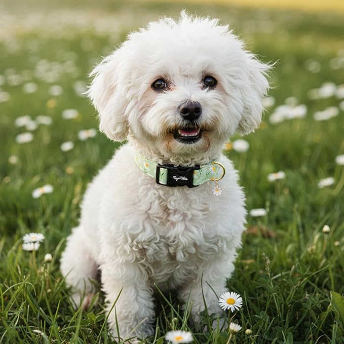 Dog Collar with Daisy Patterns, Spring Summer Collection Green Dog Collar with Exquisite Pendant, Durable Adjustable Collars for Gifts & Daily Use-M