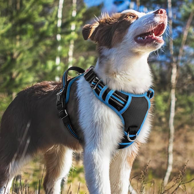 rabbitgoo Dog Harness Medium Sized, 3 Buckles Easy On & Off No Pull Pet Vest, Soft Padded Walking Pet Harness with Control Handle, Adjustable and Reflective, Black & Sky Blue, M
