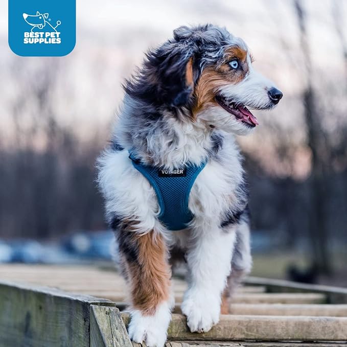 Best Pet Supplies Voyager Step-in Air Harness - All Weather Mesh, Reflective, No Pull Harness for Dogs, Cats - Secure with Hook & Loop Fastener, Buckle, Double D-Rings - Blue, XL
