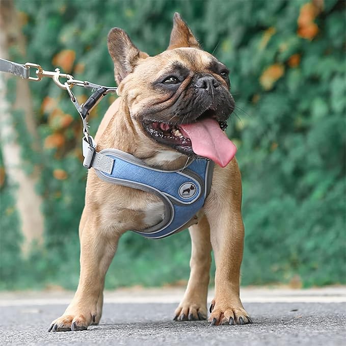 Dog Harness with Leash Set, Adjustable Step in Collars Harness with Breathable Padded Vest for Small Medium Large Dogs Training and Running(L, Blue)