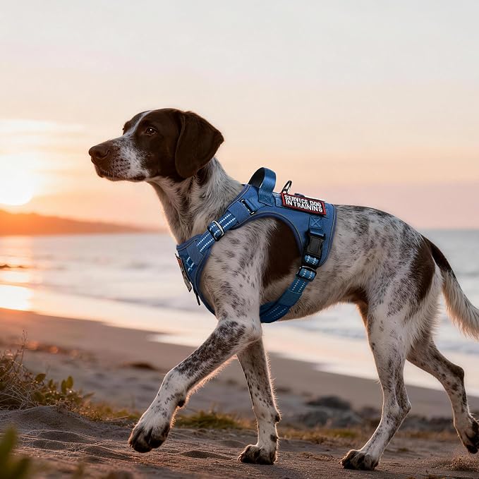 rabbitgoo Dog Harness Medium Sized No Pull, Tactical Service Pet Vest with Molle and Control Handle, Adjustable and Reflective Military Harness for Easy Walking and Training, Blue, M