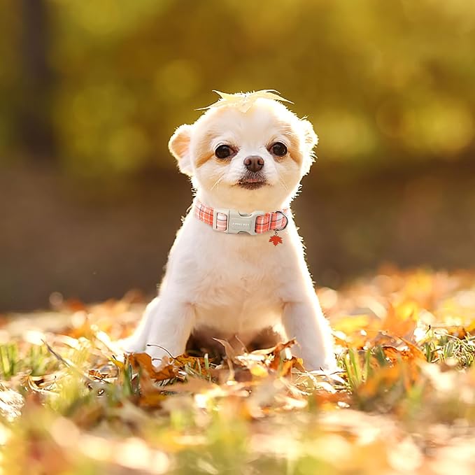 ARING PET Fall Dog Collars, Cute Orange White Plaid Halloween Autumn Pumpkin Maple Leaves Pet Collar with Quick Release Buckle for Small Medium Large Girl Boy Dogs-M