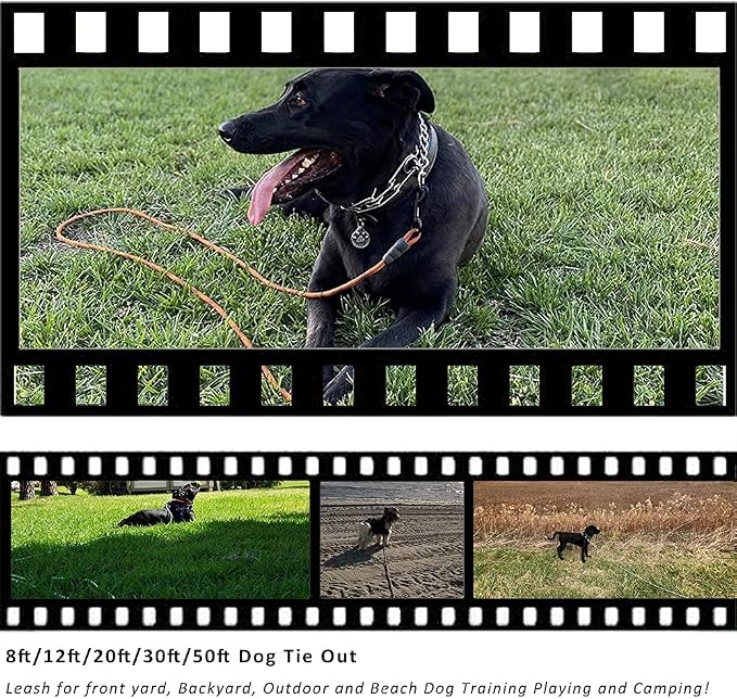 BTINESFUL Tie-Out Check Cord Long Rope Dog Leash, 8ft 12ft 20ft 30ft 50ft 75ft Outdoor Dog Tether for Yard- Large Medium Dogs Training, Playing, Camping, or Backyard (12ft, Blue Black)