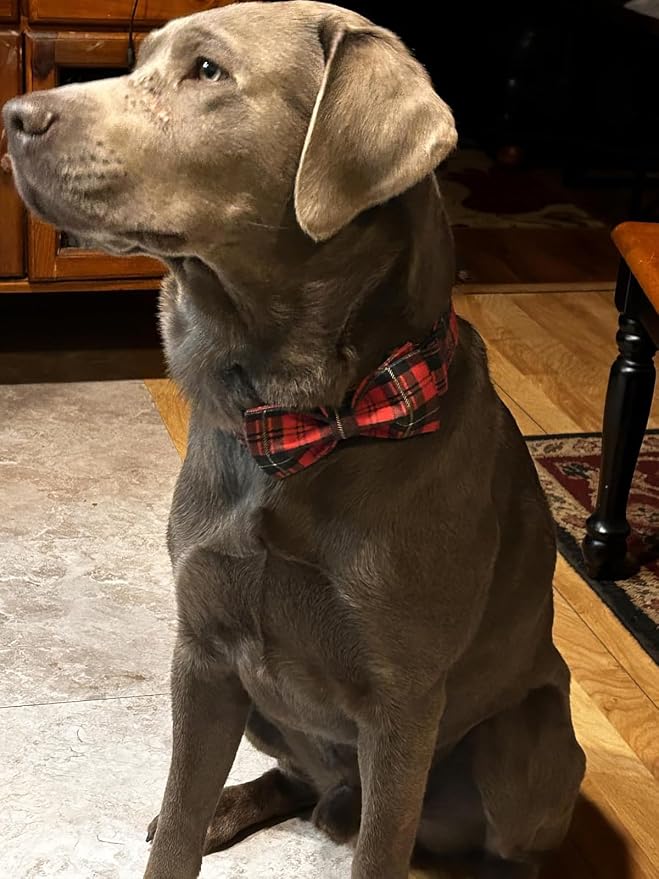 Lionet Paws Christmas Dog Collar with Bowtie, Dog Bowtie Collar with Metal Buckle for Dogs, Adjustable Comfortable Dog Collar Girl Boy Gift, M, Neck 13.5-22 in