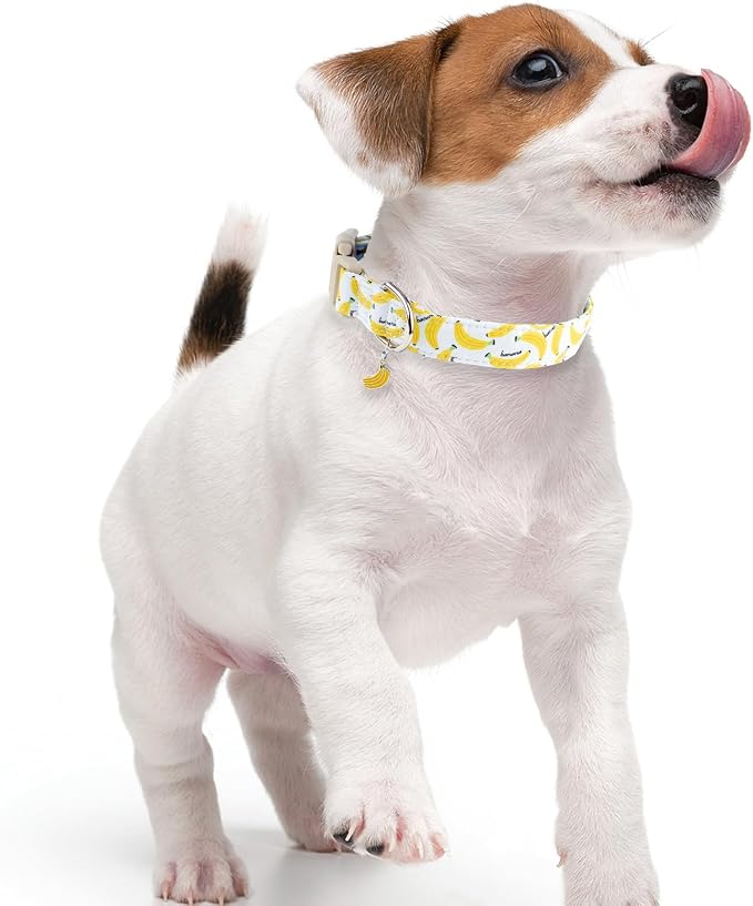 Faygarsle Cute Banana Print Dog Collar Spring Summer Design for Small Medium Large Dogs White and Yellow S
