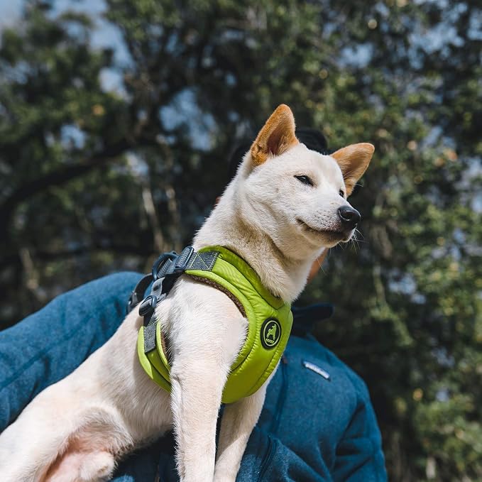 Gooby Escape Free Memory Foam Harness - Blue, Small - No Pull Step-in Dog Harness with Four Point Adjustment for Small to Medium Dogs