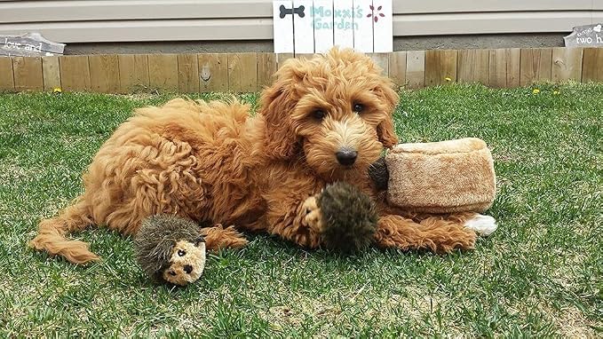 ZippyPaws Burrow Replacement Miniz - Interactive Dog & Puppy Toys for Boredom, Stimulating Pet Products to Keep Them Busy, Plush Refills for Hide & Seek Puzzle, Squeaky Toy for Enrichment - Hedgehogs