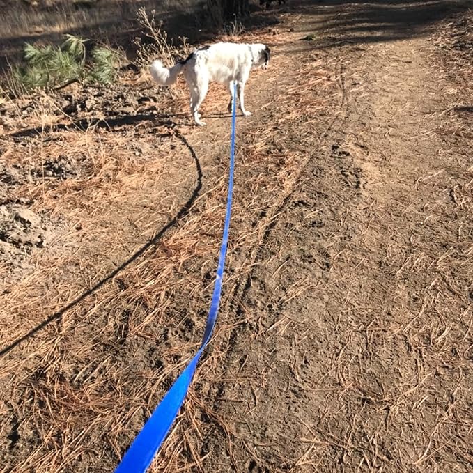 Waterproof Long Leash Durable Dog Recall Training Lead Great for Outdoor Hiking, Training, Yard, Beach and Swimming (Blue, 30ft)