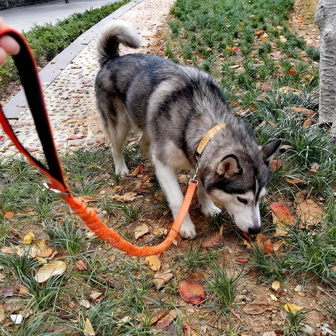 WYuZe 4 FT Bungee Dog Leash for Strong Small Dogs - Reflective, Shock Absorbing, Elastic Nylon Leash with Padded Handle for Safety Comfort No Pull Walking Training (Orange, 3/4"-Wide)