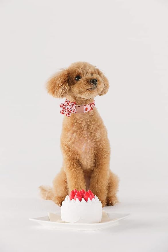 Lionet Paws Dog Collar with Flower - Cute Cotton Adjustable Flower Dog Collar with Metal Buckle for Large Dog Girl Boy, L, Neck 16-24in