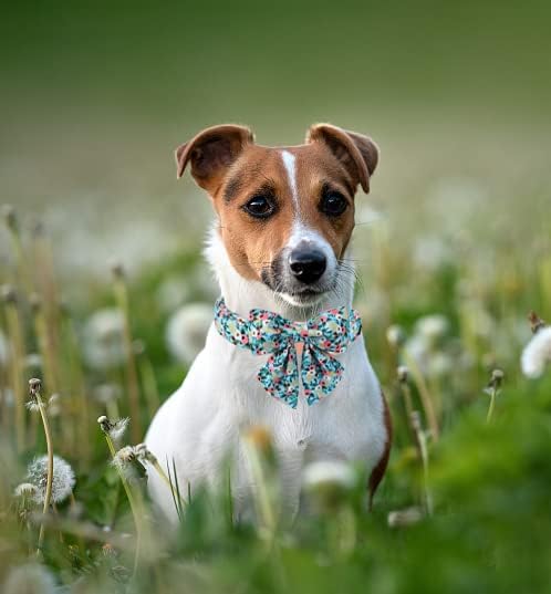 Unique style paws Dog Collar Bow tie Collar Adjustable Collars for Dogs and Cats Small Medium Large