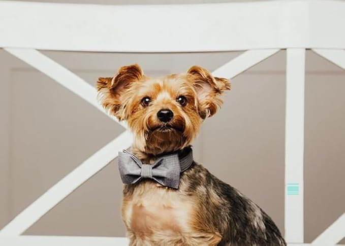 Lionet Paws Dog Collar with Bowtie, Durable Adjustable and Comfortable Collar for Large Dogs, Neck 16-24in