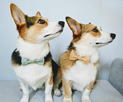 Lionet Paws Dog Collar with Bowtie, Durable Adjustable and Comfortable Collar for XX-Small Dogs and Cats, Neck 7-11in