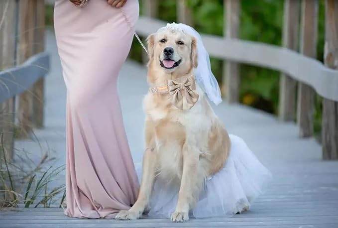 Unique Style Paws Silk Champagne Color Adjustable Durable Dog Collar with Bow Wedding Bow Tie for Small Puppy and Cats