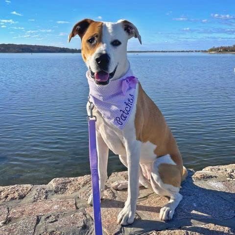 Country Brook Petz - Everyday Nylon Dog Leash - Strong, Durable, Solid Color Leash with Easy to Use Snap - 25+ Colors (1 Inch Wide, 6 Foot, Lavender)