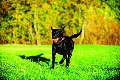 Chuckit! Dog Tennis Ball Dog Toy, Large (3 Inch Diameter) for dogs 60-100lbs, Pack of 1