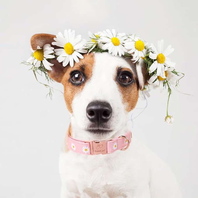 Spring Dog Collar, Cute Pink Daisy Femal Pet Collar with Metal Buckle, Durable Adjustable Designer Dog Collars for Small Medium Large Dogs XS