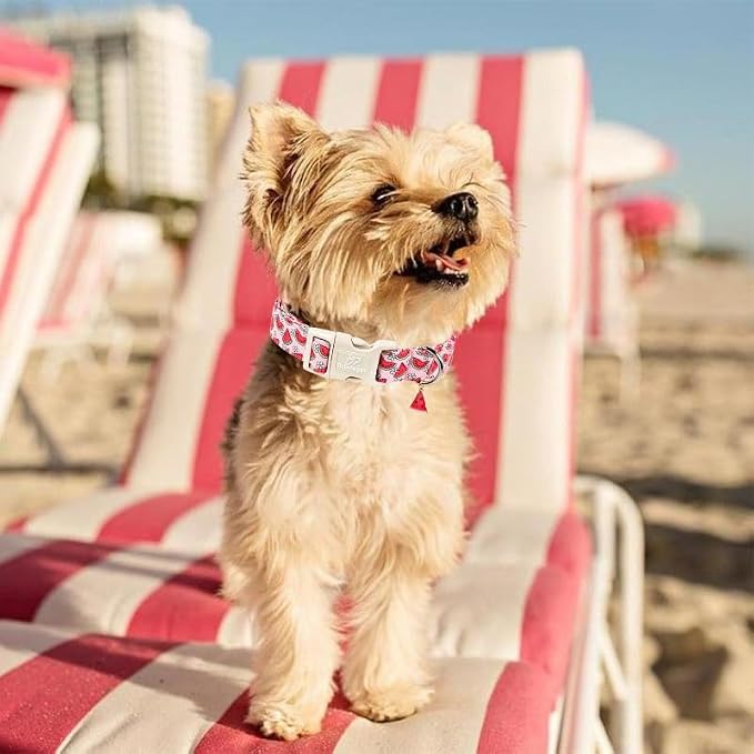 Summer Dog Collar Pink Watermelon Girl Dog Collars for Medium Dogs - Lightweight Adjustable Cute Female Dogs Everyday Collar with Safety Buckle M