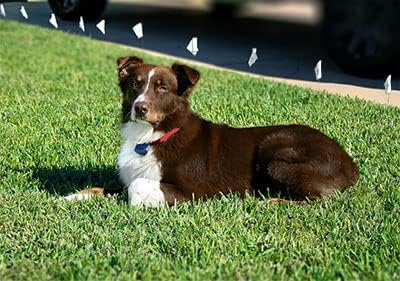 Heavy Duty Nylon Replacement Dog Collar Strap - Compatible with Most Brands/Models of Underground Electric Dog Fences and Training Receivers- Ocean