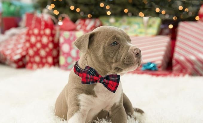 Lionet Paws Christmas Dog Collar with Bowtie, Dog Bowtie Collar with Metal Buckle for Dogs, Adjustable Comfortable Dog Collar Girl Boy Gift, M, Neck 13.5-22 in