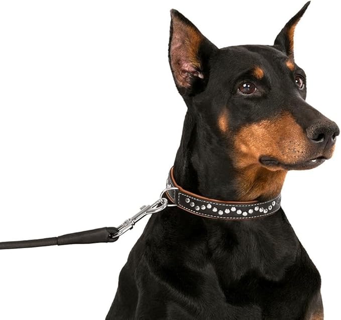 CollarDirect Studded Dog Collar Leather Pet Collars for Dogs Small Medium Large Puppy Soft Padded Brown Black (Brown, Neck fit 20" - 22")
