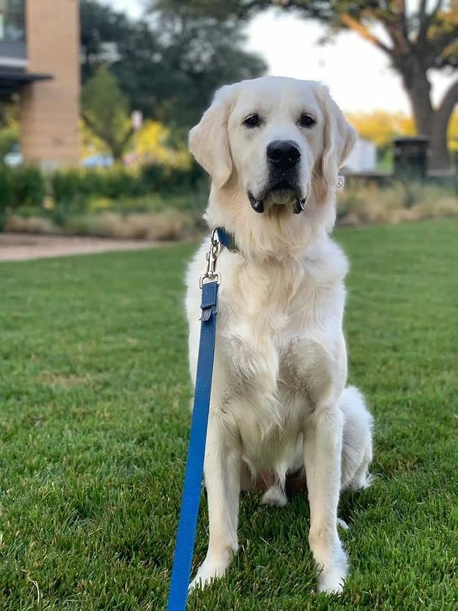 Country Brook Petz - Everyday Nylon Dog Leash - Strong, Durable, Solid Color Leash with Easy to Use Snap - 25+ Colors (1 Inch Wide, 4 Foot, Bright Royal Blue)