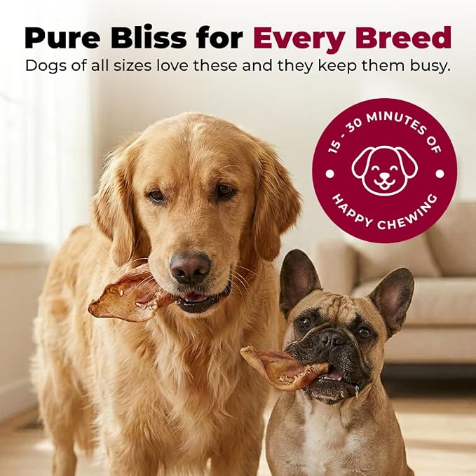 Best Pet Supplies GigaBite Whole Pig Ears for Dogs - All-Natural Slow-Roasted Chews that Clean Teeth and Satisfy Aggressive Chewers - 12 Pack for Large Dogs