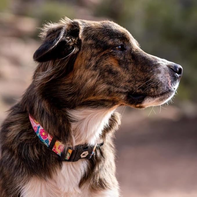 Wolfgang Heavy Duty, Adjustable Dog Collar with Quick Release Nylon Buckle for Walking & Training, PackLeader Print, Large