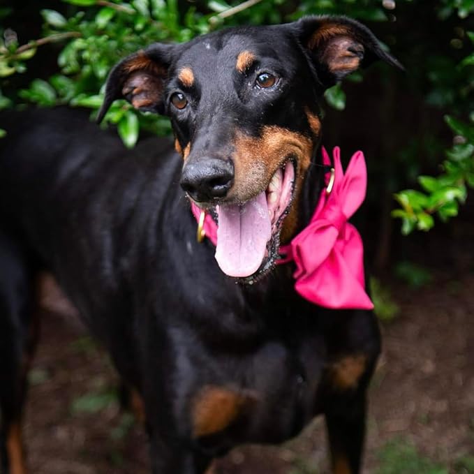 Maca Bates Hot Pink Dog Collar with Cute Rose Red Solid Sailor Bow Tie,Extra Large Girl Boy Dogs,Girly Adjustbale Durable Breakaway Soft Collars with Bowtie for Female Male Puppy,Pet with Metal Buckle