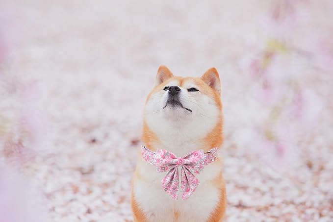 Lionet Paws Design Dogs Collar Cute Flower Sailor Bow Dog Collars for Girl Female Medium Large Dogs with Spring Floral L