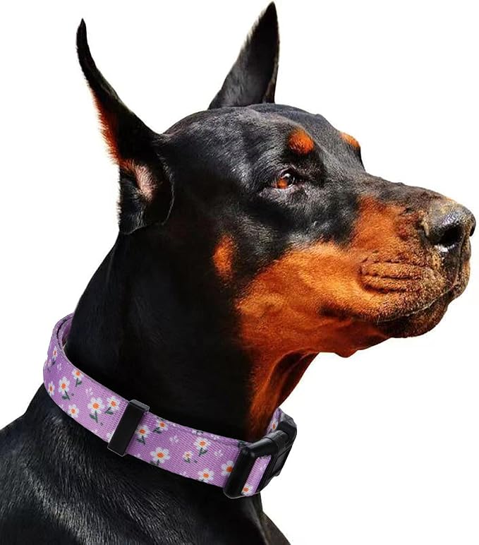 Daisy Girl Dog Collars, Floarl Design for Medium Dogs, Purple