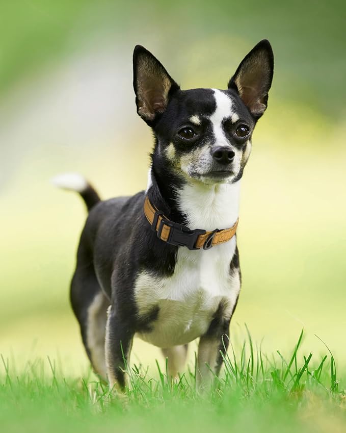 Joytale Reflective Dog Collar, Soft Neoprene Padded, Metal D-Ring, Nylon Pet Collar Adjustable for Puppy and Small Dogs, Khaki, XS