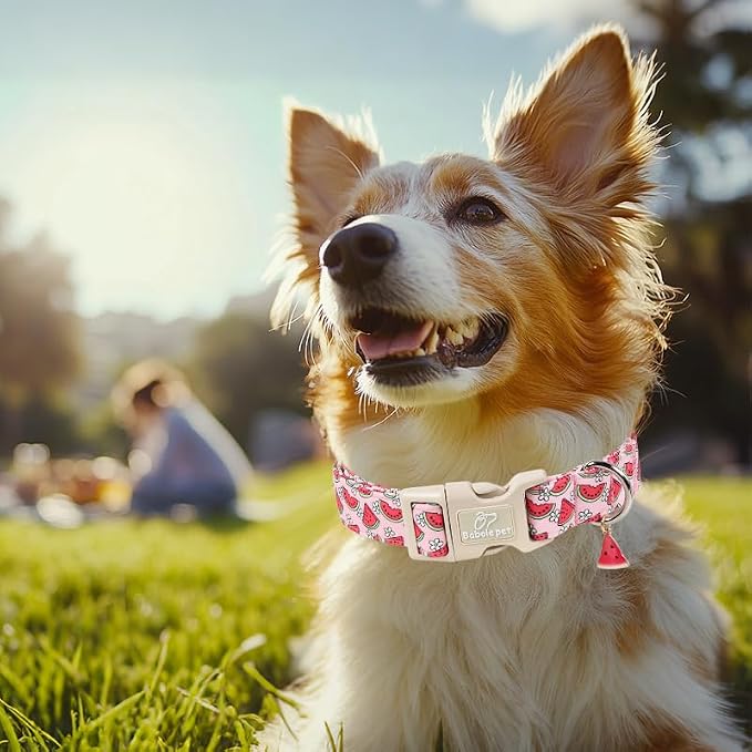 Summer Dog Collar Pink Watermelon Girl Dog Collars for Medium Dogs - Lightweight Adjustable Cute Female Dogs Everyday Collar with Safety Buckle M