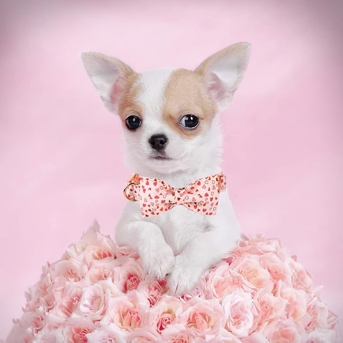 Elegant little tail Valentine's Dog Collar with Bow, Bow Tie Pet Collars, Cute Heart Bowtie Puppy Dog Collar for Medium Dogs