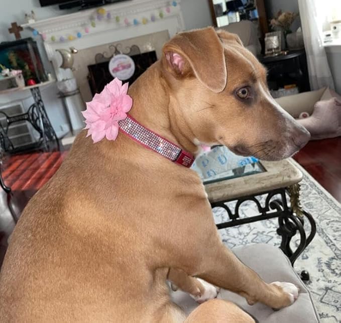 Rhinestone Dog Collar, Cute Dazzling Sparkling Soft Suede Leather Dog Cat Rhinestone Collar Crystal Diamond Pet Dog Puppy Collar (Hot Pink5, S)