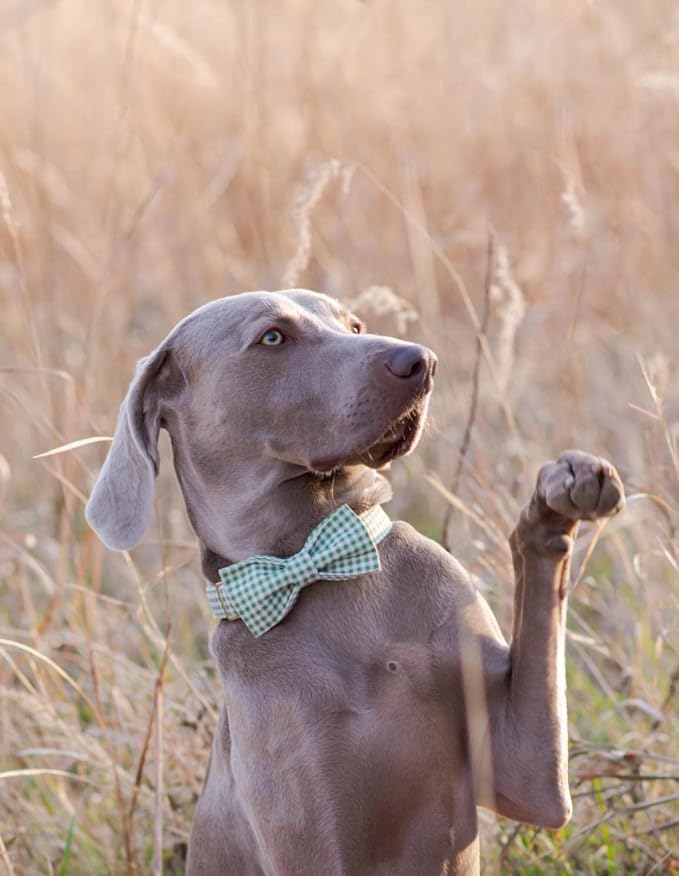 Lionet Paws Dog Collar with Bowtie, Durable Adjustable and Comfortable Collar for XX-Small Dogs and Cats, Neck 7-11in