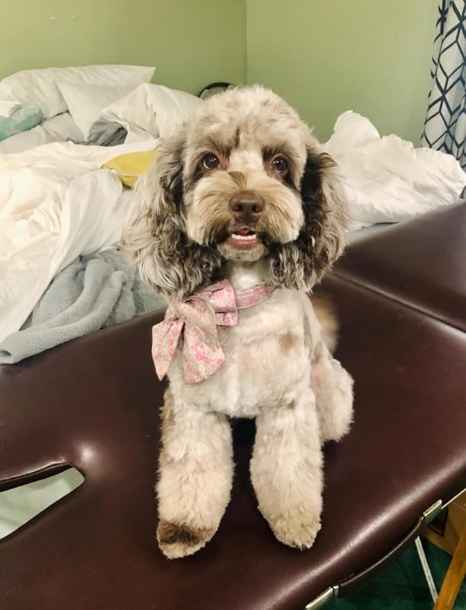 Lionet Paws Design Dogs Collar Cute Flower Sailor Bow Dog Collars for Girl Female Medium Large Dogs with Spring Floral XL