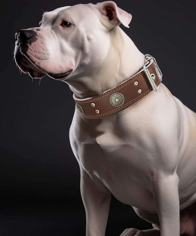 Leather Dog Collar for Large Dogs, 2 in Wide Heavy Duty, Handmade, BN-M | Genuine Leather Stainless Steel Pin Buckle, Microfiber Leather Padded, Alloy Studded， Soft, Luxury and Eye-catching
