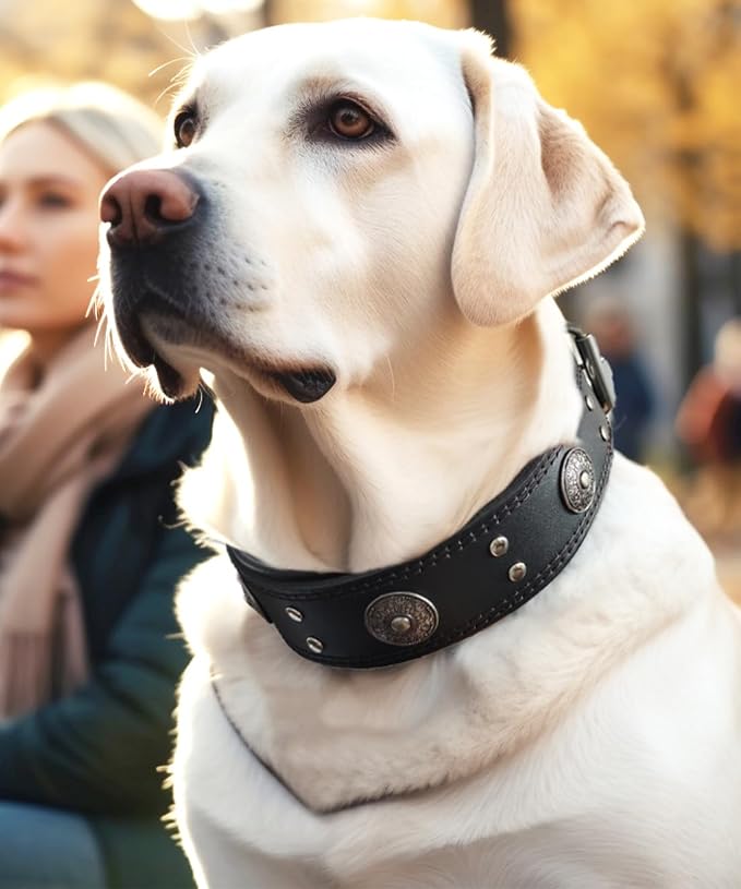 Genuine Leather Dog Collar for Large Dogs,2 in Wide Heavy Duty,BK-S | Handmade,Stainless Steel Pin Buckle,Soft Padded,Alloy Studded,Luxury Eye-catching Design,Medium Large Giant Breeds,15-19 in