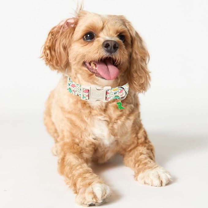 Dinosaur Dog Collar Cute Boy Dog Collars for Medium Dogs - Lightweight Adjustable Cartoon Design Male Female Dogs Everyday Collar with Safety Buckle M