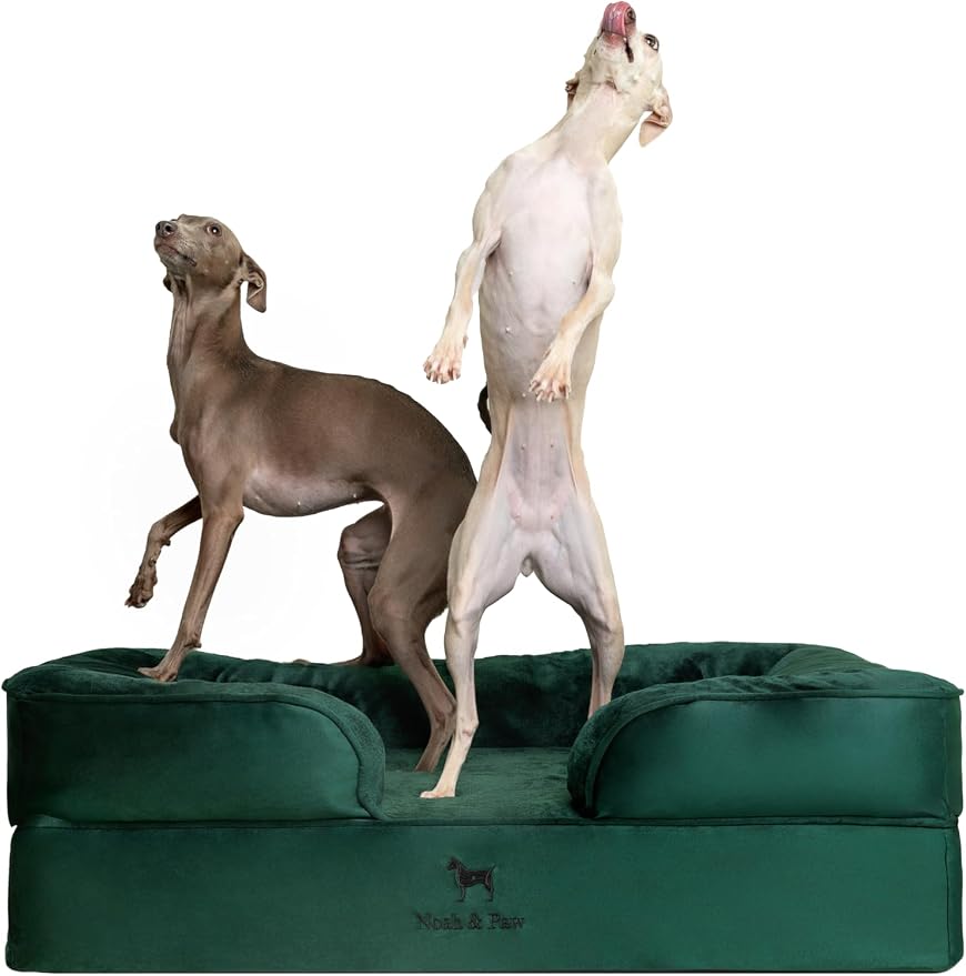 NOAH & PAW Large Dog Bed, 35x25x11 Inch, Orthopedic Dog Beds, Eggshell Memory Foam Infused with Cooling Gel, Inner Cover, Water Resistant, Machine Washable (Velvet Sofa Collection)