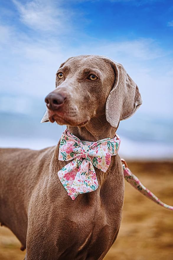 Lionet Paws Dog Collar with Bow Tie - Soft Comfortable Adjustable Collars with Metal Buckle for Large Dogs, Neck 16-24 Inches