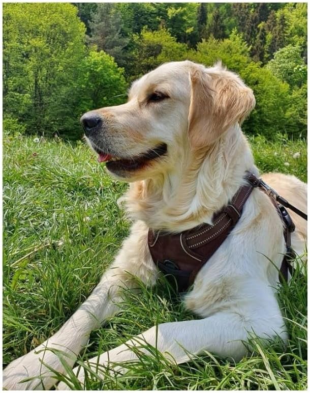 TRUE LOVE Adjustable No-Pull Dog Harness Reflective Pup Vest Harnesses Comfortable Control Brilliant Colors Truelove TLH5651(Brown,S)
