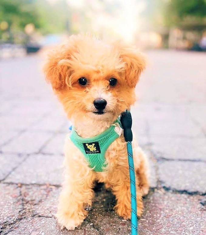 EcoBark Teacup Dog Harness - Luxury Step in Mesh Dog Harnesses in Mint Turquoise